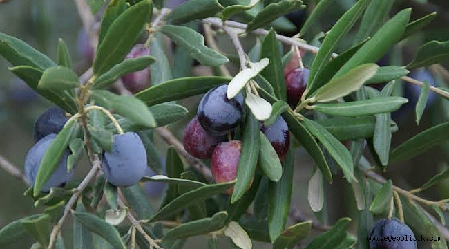 “ZEYTİNİN DEĞERİNİ BİLMEK BİR ÇAĞDAŞLIK GÖSTERGESİDİR”