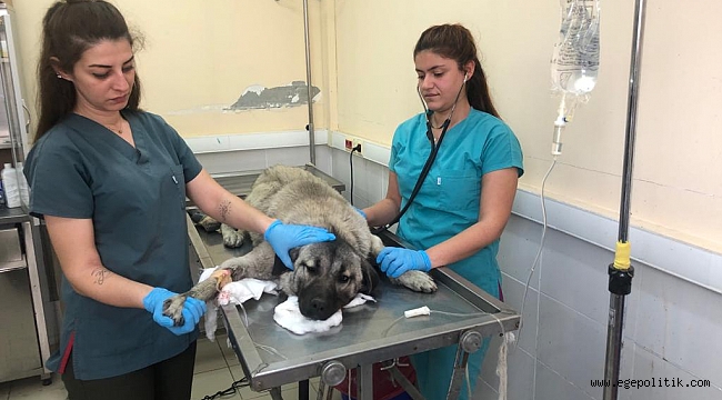 Menemen Belediyesi sokak köpeği için seferber oldu