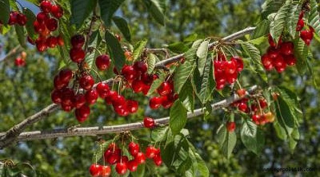 432 gönüllü 150 üreticiye meyve hasadına gidiyor