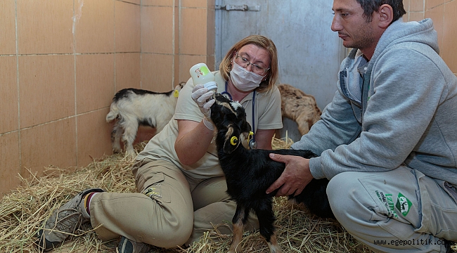 Annesiz kalan oğlakları Büyükşehir kurtardı
