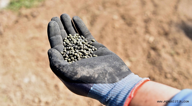 Bu tohumlar Bornova Bamyası’nı geleceğe taşıyacak