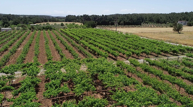 Buca’nın tüm arazileri tarımsal üretime açılıyor