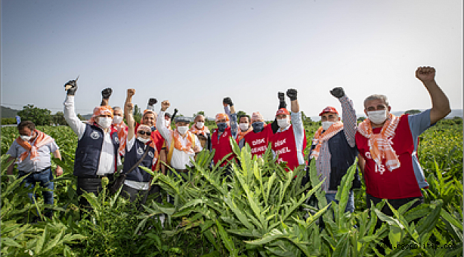 Çiftçiler Günü’nde Başkan Soyer sırtında küfeyle enginar hasadına katıldı