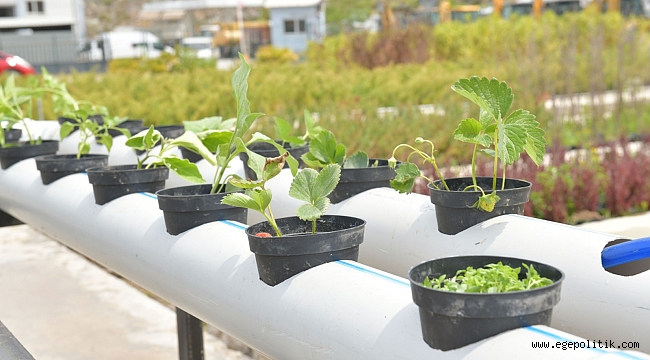 Çiğli’de balkonlarda topraksız tarıma destek