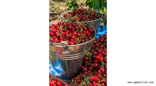 Mevsimlik işçilere Büyükşehir desteği