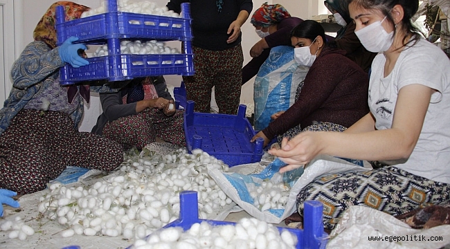 Ödemiş’in ipekböcekçiliği projesinde hasat zamanı