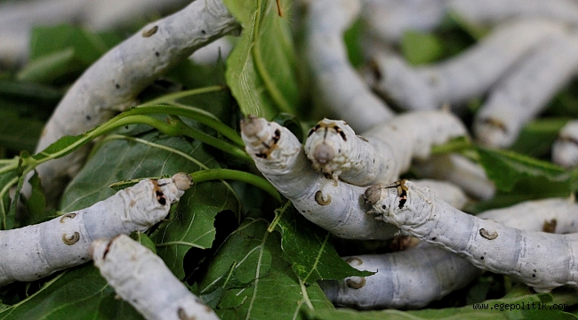 Ödemiş ipeğinin emek dolu yolculuğu