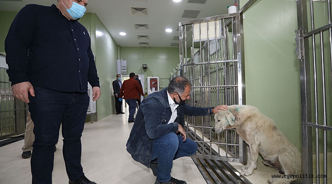 Saçma ile yaralanan köpek örnek dayanışma ile Buca’da hayata döndü