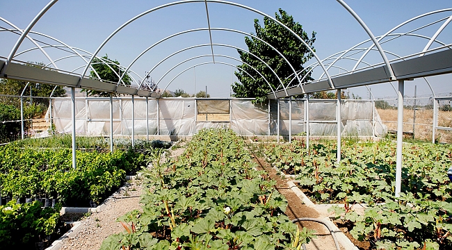 Bornova Bamyası'na coğrafi tecsil