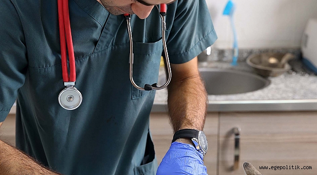 Buca Belediyesi 1 yılda 8 bin hayvana kucak açtı