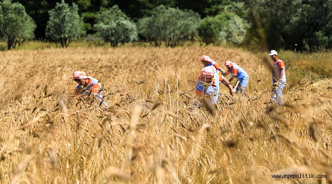 Karakılçık Buğday hasadı başladı
