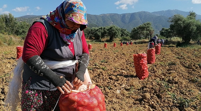 Patates üreticisine destek, belediyelere çağrı