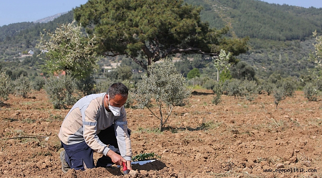 Buca’da sürdürülebilir tarım projesi devam ediyor