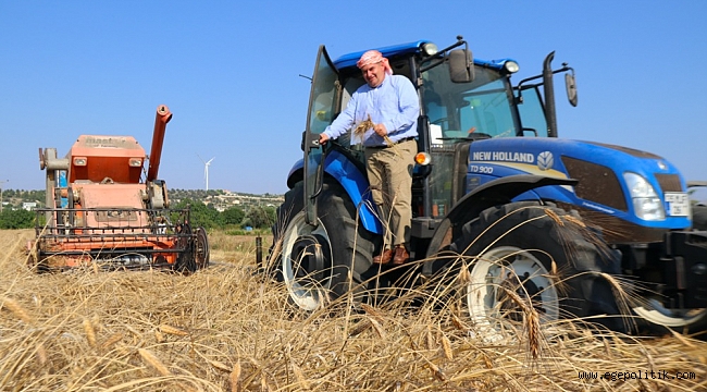 Çeşme’de ‘karakılçık buğdayı’ hasadı başladı