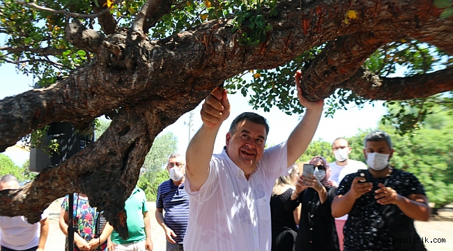 Çeşme sakız üretiminde Sakız Adası’na rakip oluyor!