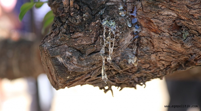 Sakız ağaçlarına ilk çizik Başkan Oran’dan!