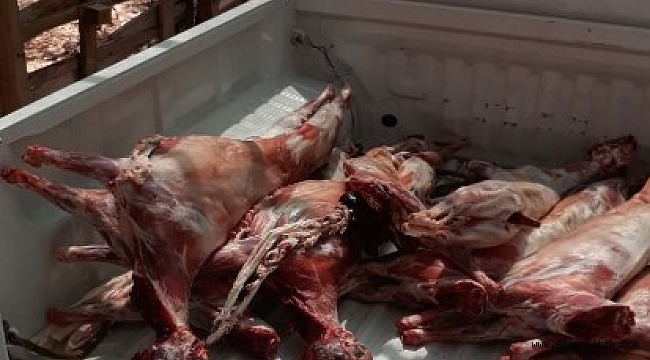 Buca’da kaçak et operasyonu: 20 küçükbaşa el kondu