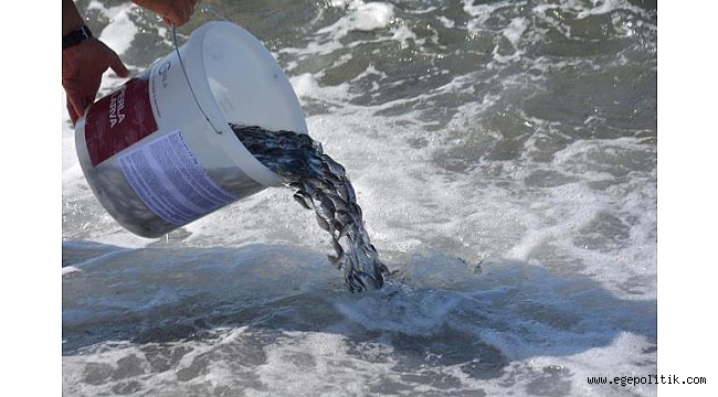 Dikili' de 10 bin yavru çipura denizle buluştu