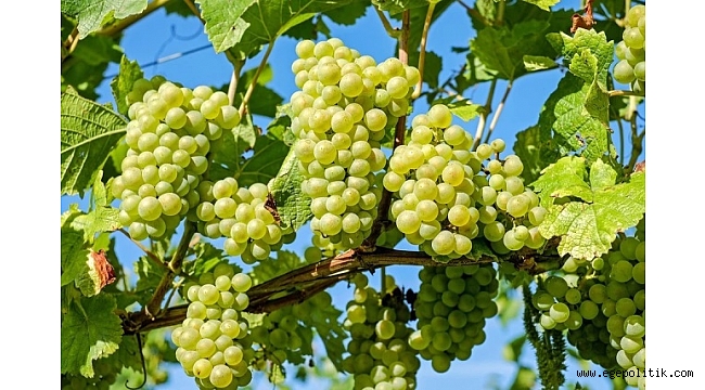 İhracata devam edebilen kazanıyor