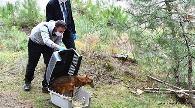 Tedavisi yapılan çakal doğaya bırakıldı