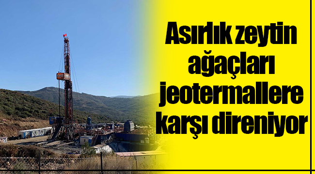 Asırlık zeytin ağaçları jeotermallere karşı direniyor!