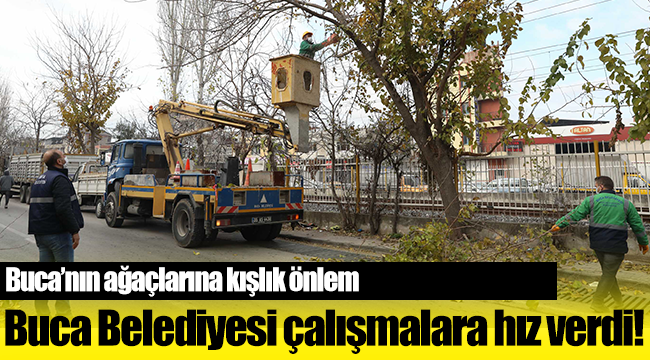 Buca’nın ağaçlarına kışlık önlem