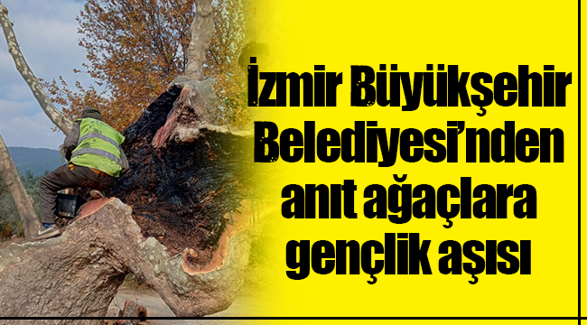 İzmir Büyükşehir Belediyesi’nden anıt ağaçlara gençlik aşısı