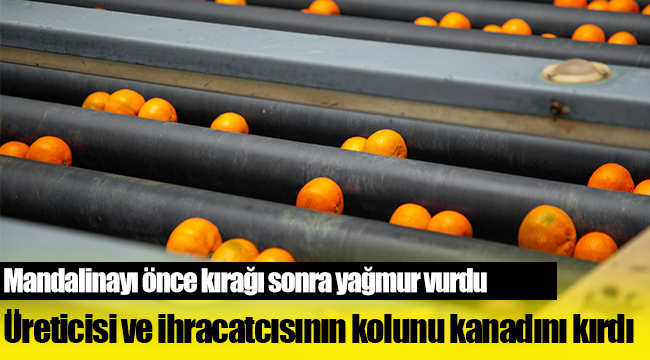 Mandalinayı önce kırağı sonra yağmur vurdu