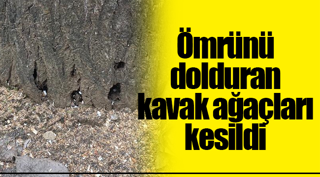 Ömrünü dolduran kavak ağaçları kesildi