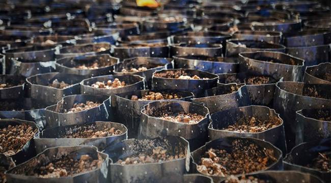 20 ton imha edildi, 122 bin ton çay küflenmek üzere: Çaykur'du, 'çayküf' oldu!