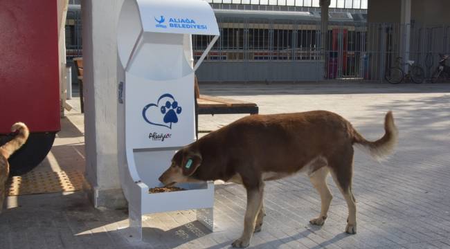 Aliağa Belediyesi, kısıtlama günlerinde de sevimli dostları ihmal etmiyor