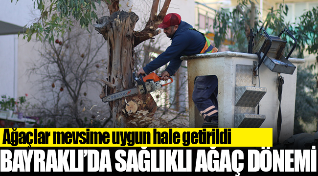 Bayraklı'da sağlıklı ağaç dönemi