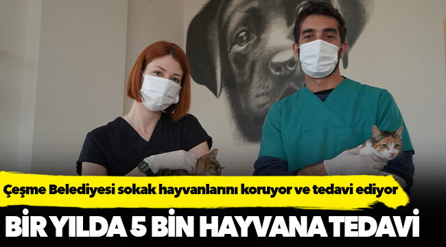 Çeşme Belediyesi sokak hayvanlarını koruyor ve tedavi ediyor