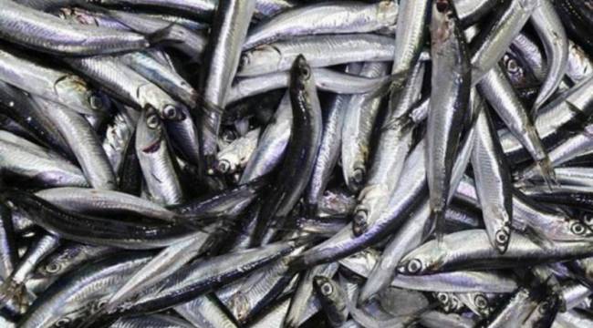 Hamsi avı İstanbul Boğazı ve Karadeniz'de yasaklandı