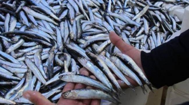 Hamside av yasağı bir kez daha uzatıldı