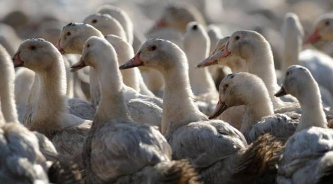 İki milyon ördek itlaf edildi