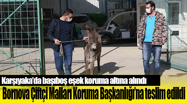 Karşıyaka’da başıboş eşek koruma altına alındı