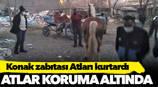 Konak zabıtası Atları kurtardı