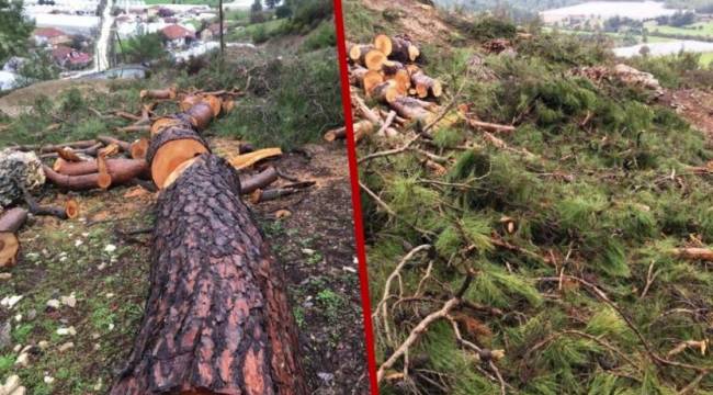 Köylülerin arıcılık yapacağı orman 2023’ü göremedi!