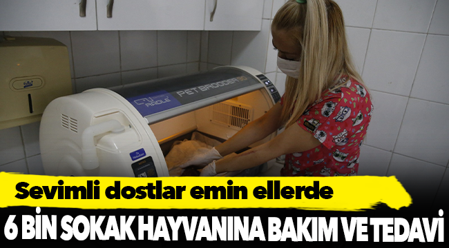 Sevimli dostlar emin ellerde