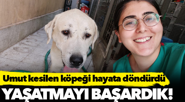 Umut kesilen köpeği Büyükşehir veterinerleri hayata döndürdü