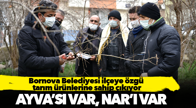Bornova Belediyesi ilçeye özgü  tarım ürünlerine sahip çıkıyor