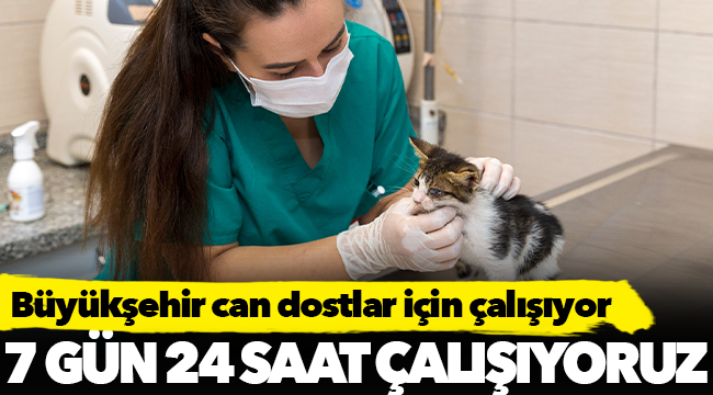 Büyükşehir can dostlar için çalışıyor