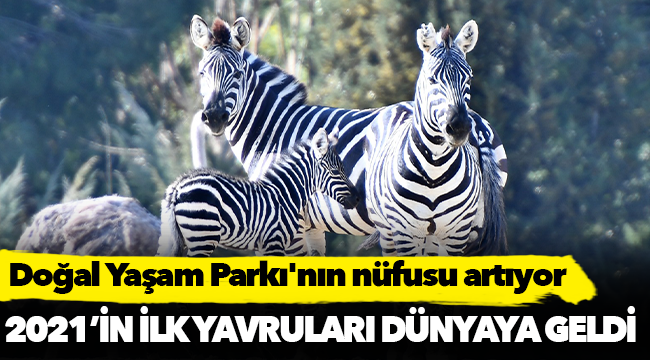 Doğal Yaşam Parkı'nın nüfusu artıyor