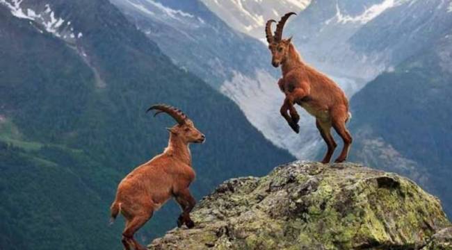 Koruma altındaki 7 yaban keçisi ölü bulundu