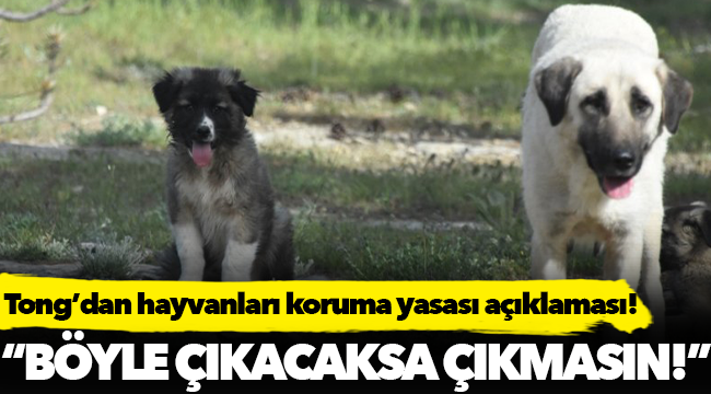 Tong'dan hayvanları koruma hakları düzenlemesine açıklama!
