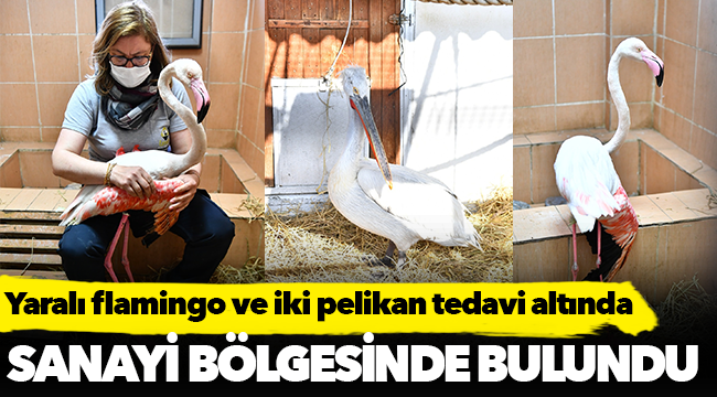 Yaralı flamingo ve iki pelikan tedavi altında