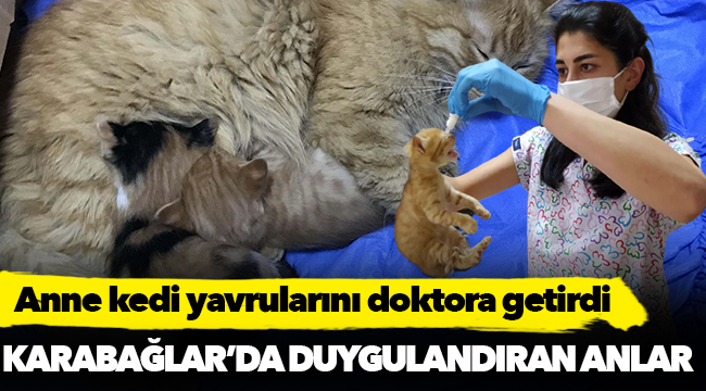 Anne kedi yavrularını doktora getirdi