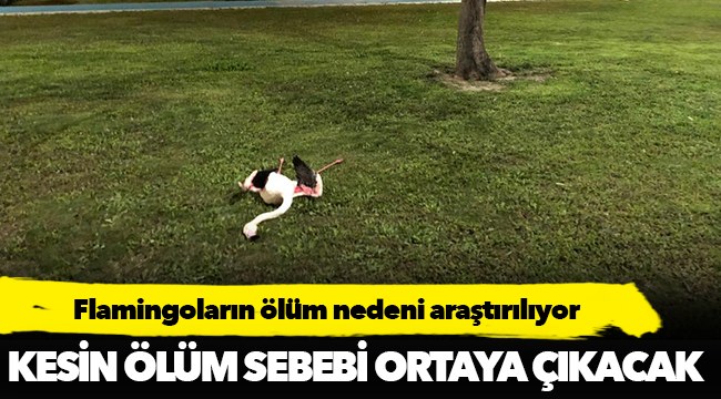 Flamingoların ölüm nedeni araştırılıyor