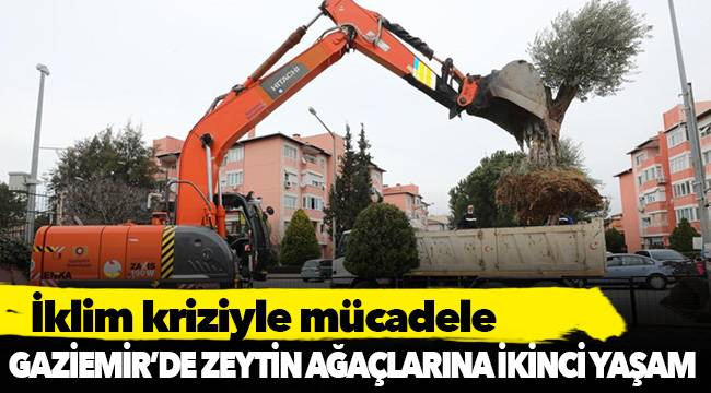 Gaziemir’de zeytin ağaçlarına ikinci yaşam